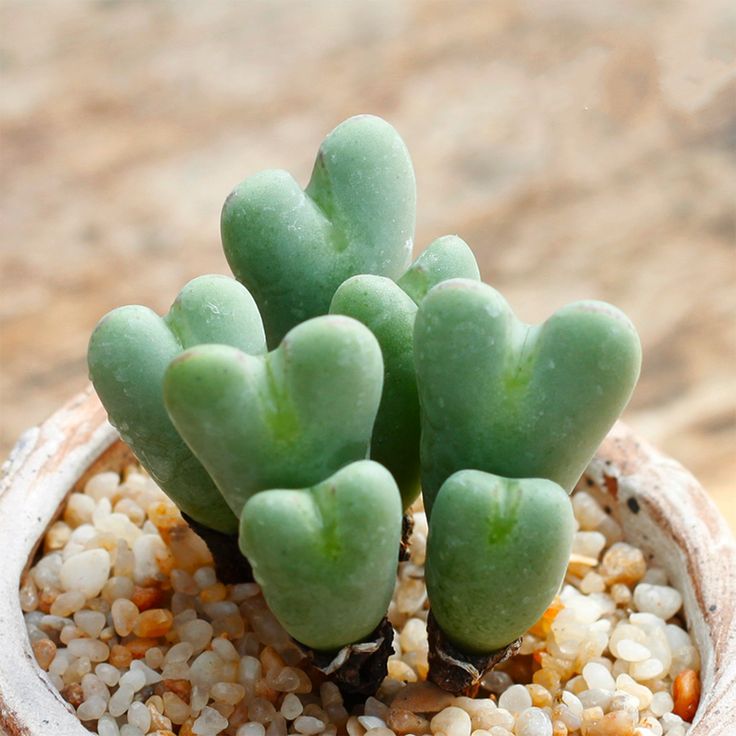 Conophytum bilobum