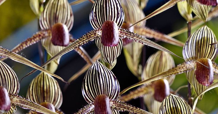 orquídea Rothschild