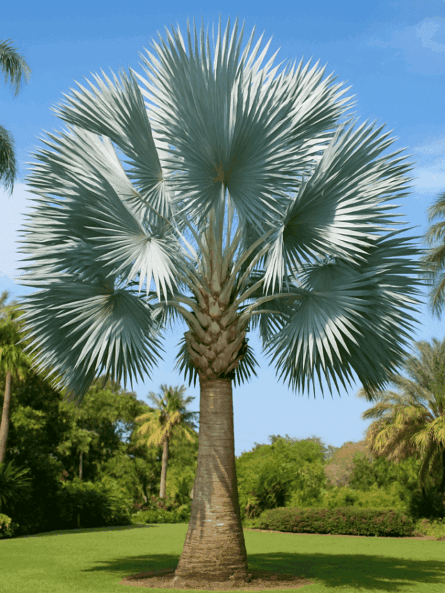Palmeira Bismarck no Tropical Jardim