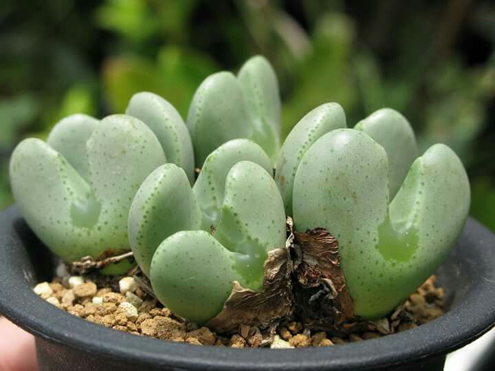 Conophytum bilobum