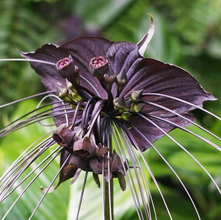 muda da flor morcego