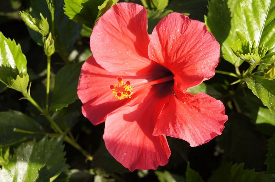 Rosa Sinensis