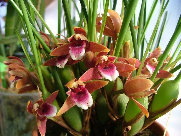 Maxillaria