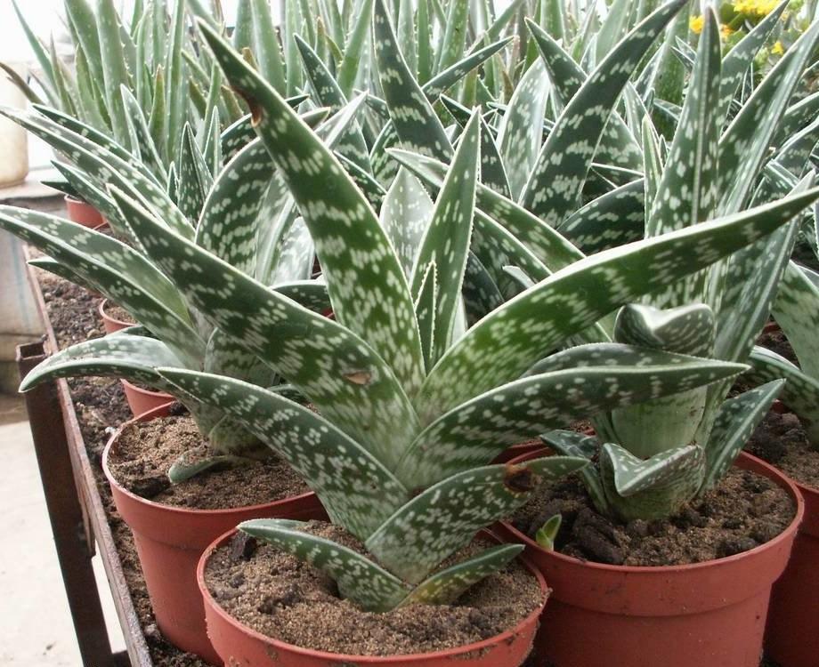 Aloe Tigre