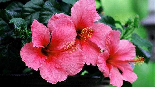 Rosa Sinensis