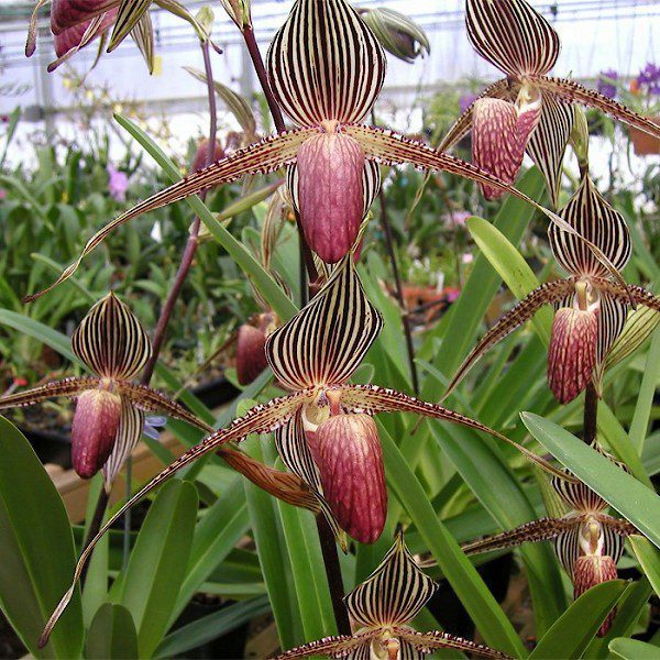 orquídea Rothschild