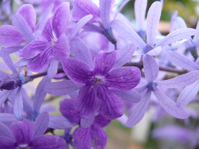 muda da flor de são miguel