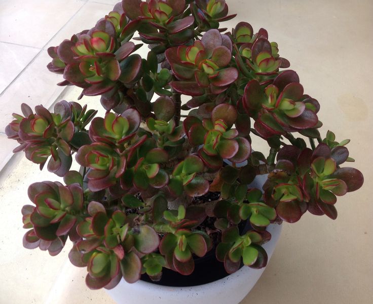 Muda de Mini Jade