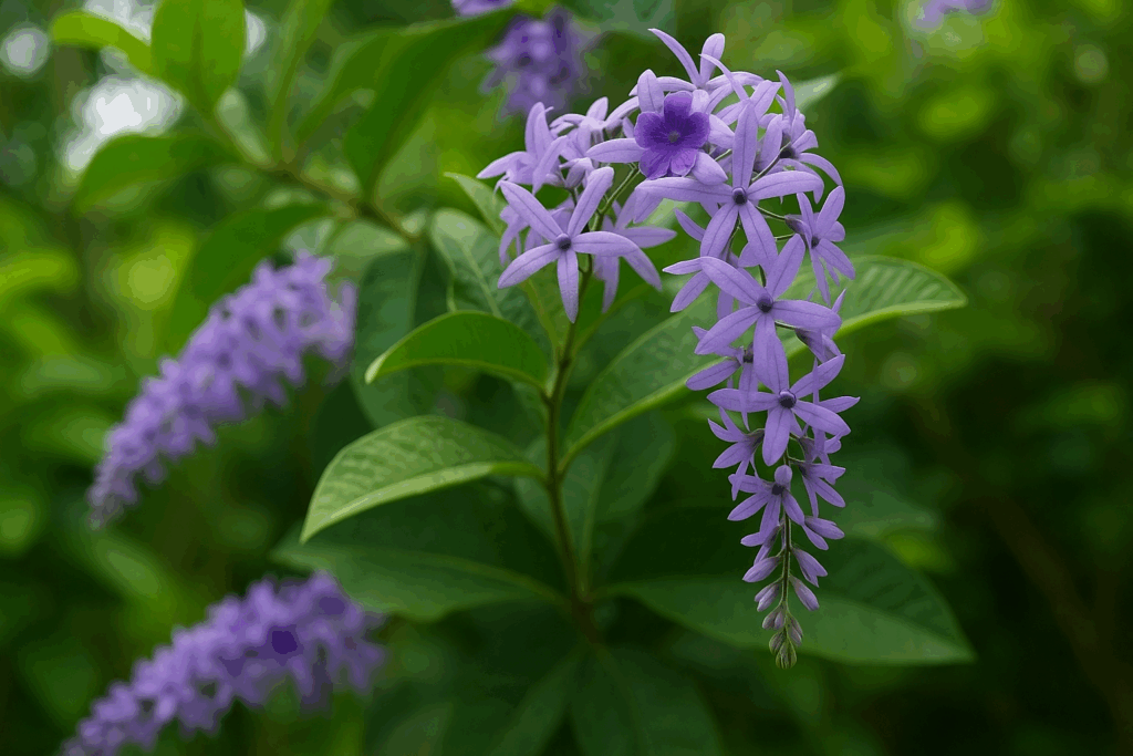muda da flor de são miguel
