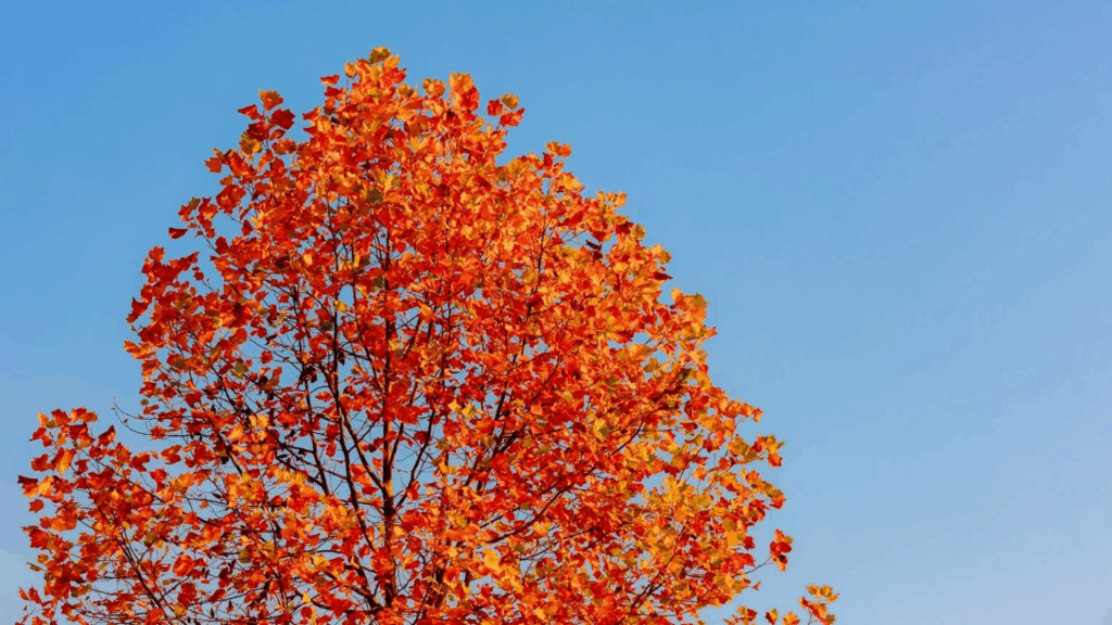 Plantas que Mudam de Cor