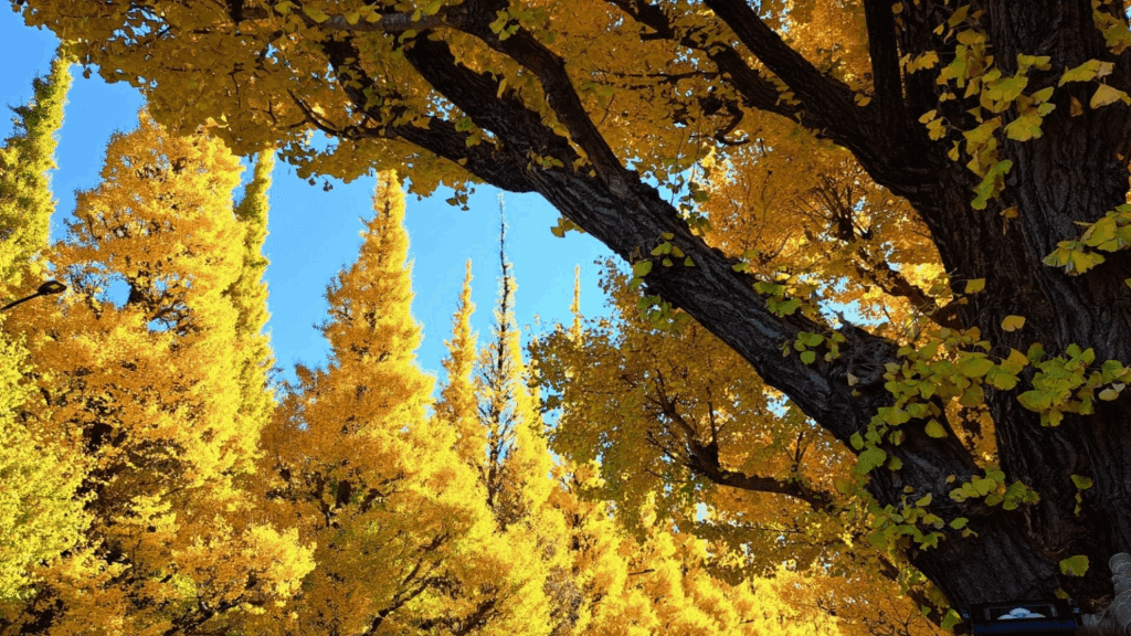 Plantas que Mudam de Cor