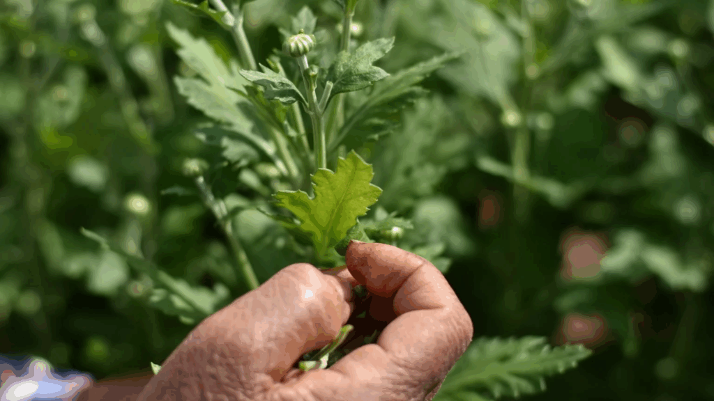 floração dos crisântemos