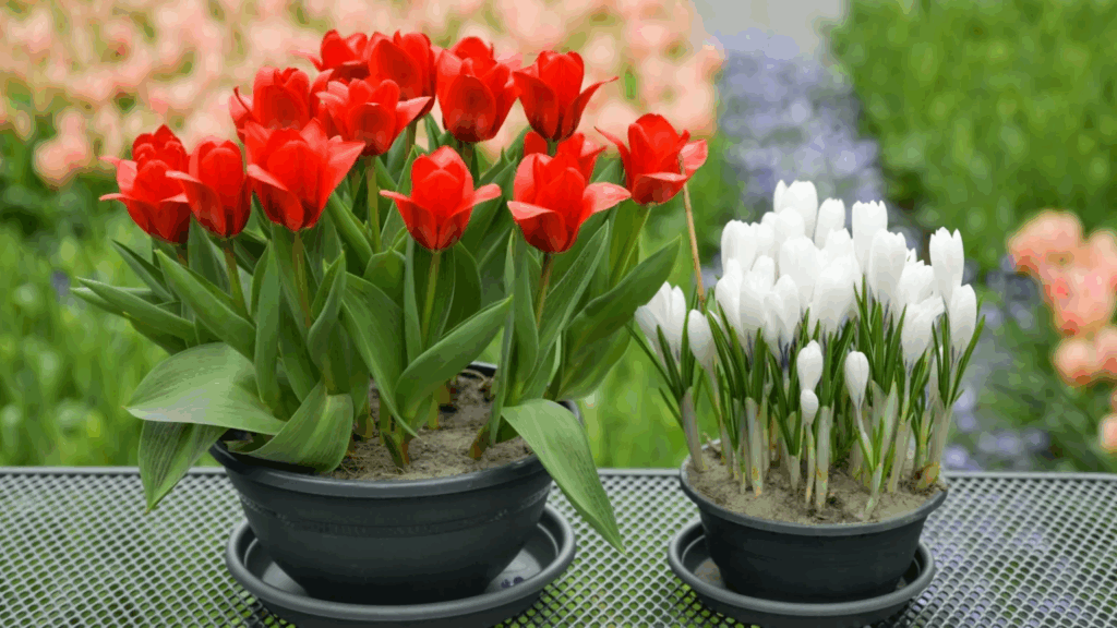 combinações de Flores