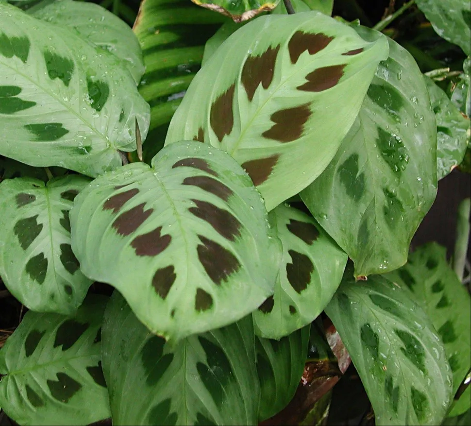 Maranta