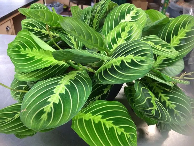 Maranta