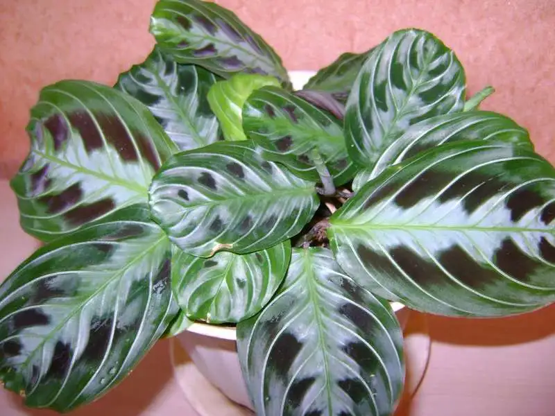 Maranta