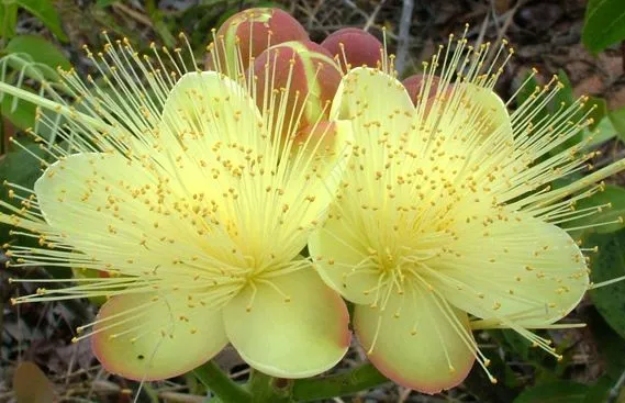 Ipê-amarelo (Handroanthus albus)